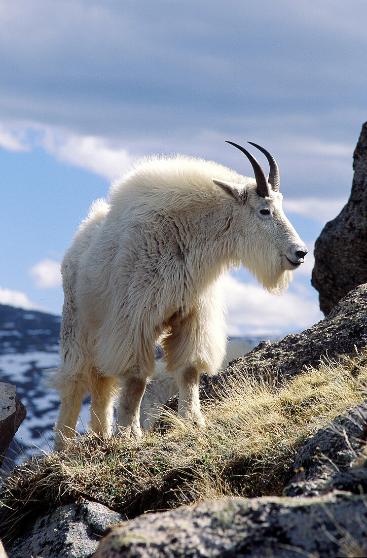 Mountain goat (Oreamnus americanus)