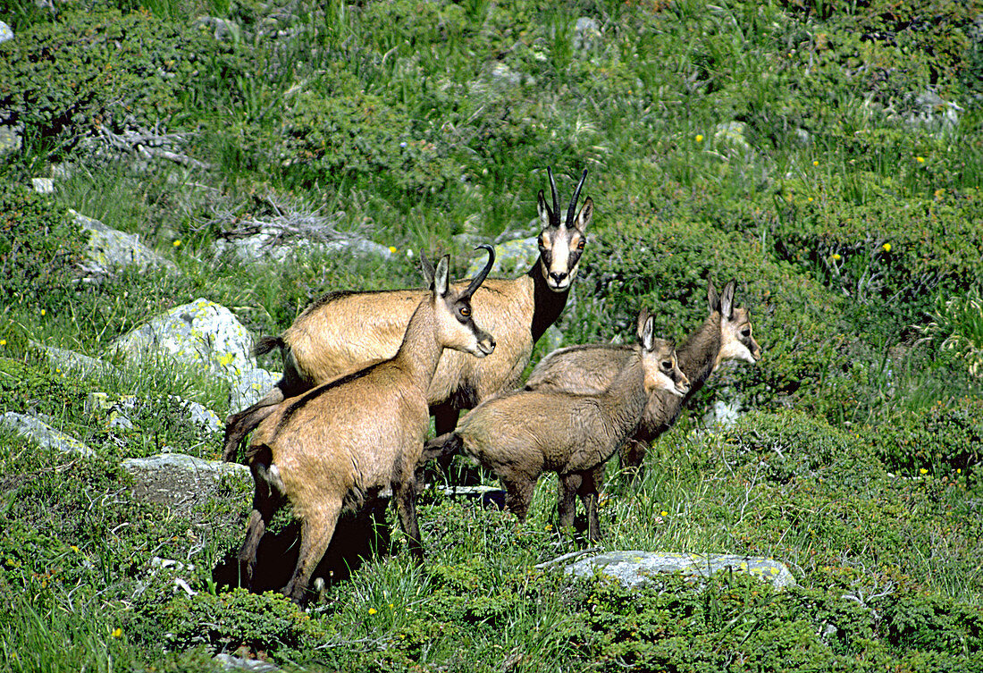 Chamois and young