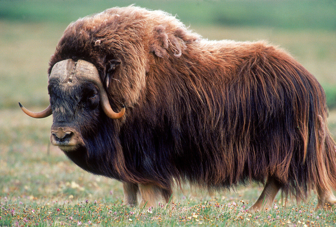 Muskox bull