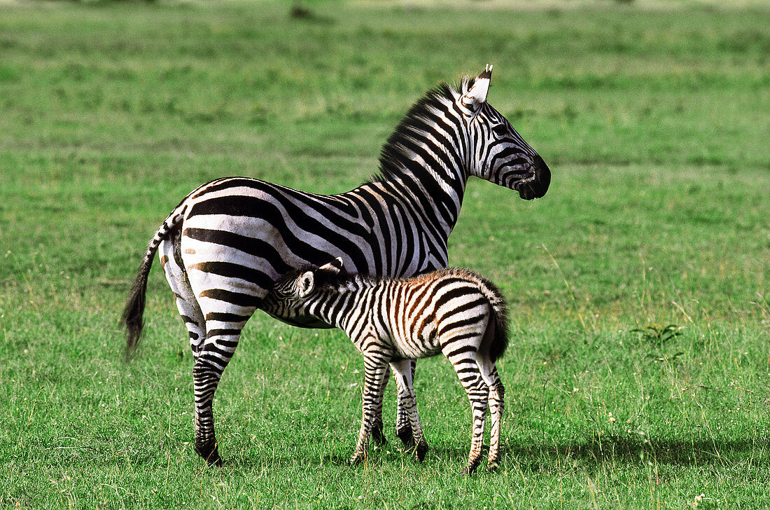 Zebra mother and foal