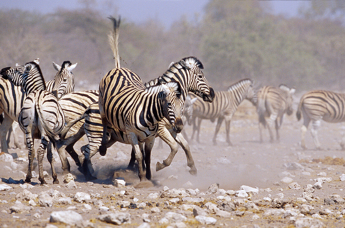 Burchell's zebra