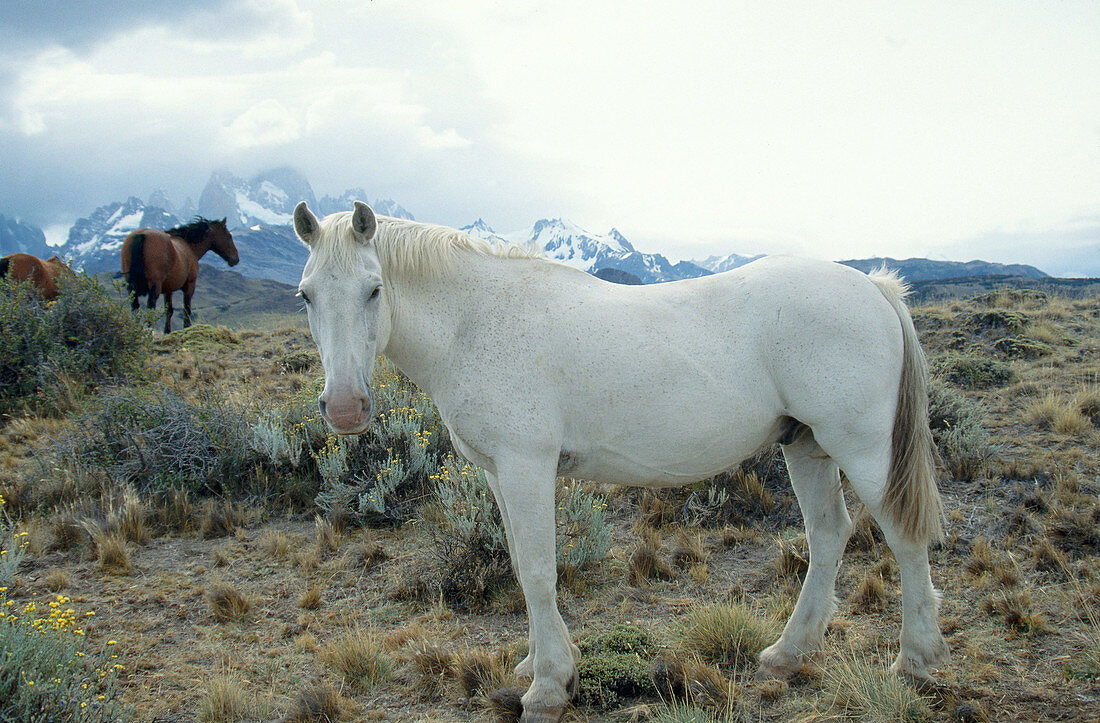 Horses in Patagonia