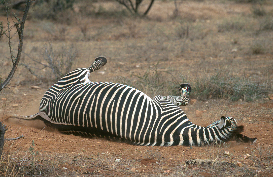 Zebra Dust Bathing