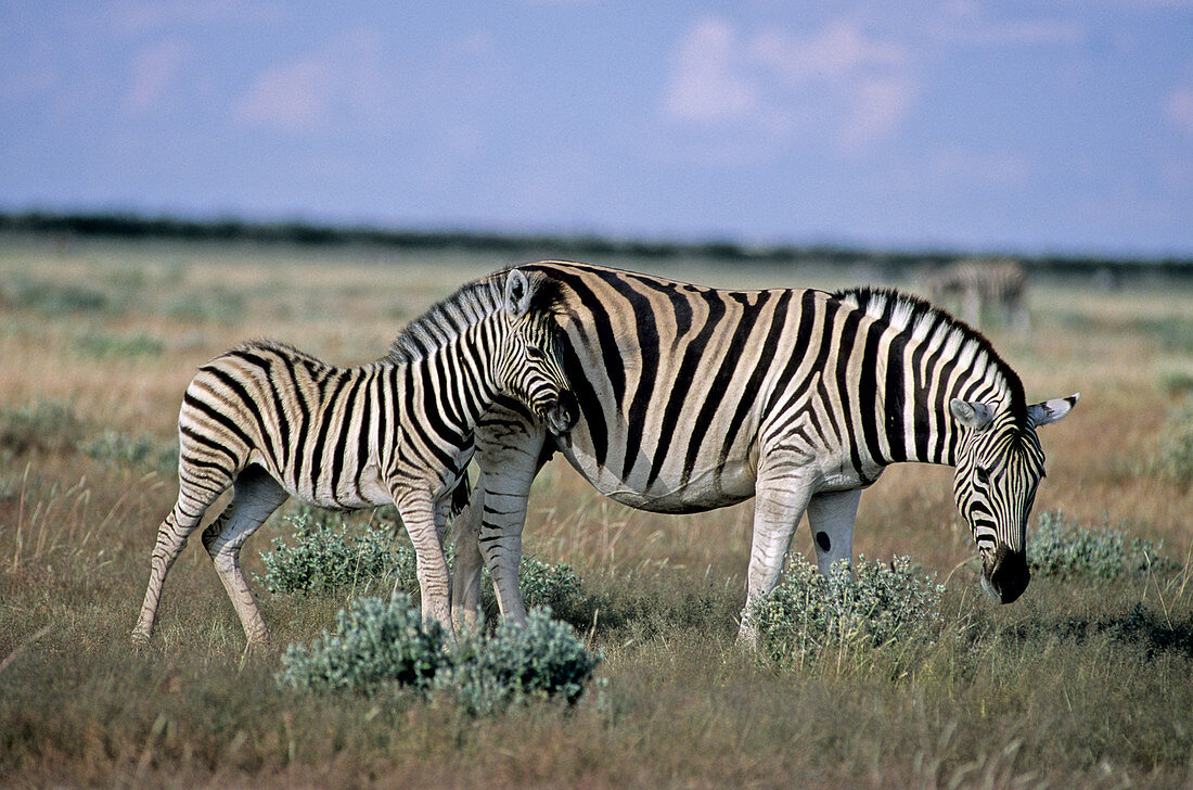 'Burchell's Zebra,Etosha,Namibia'