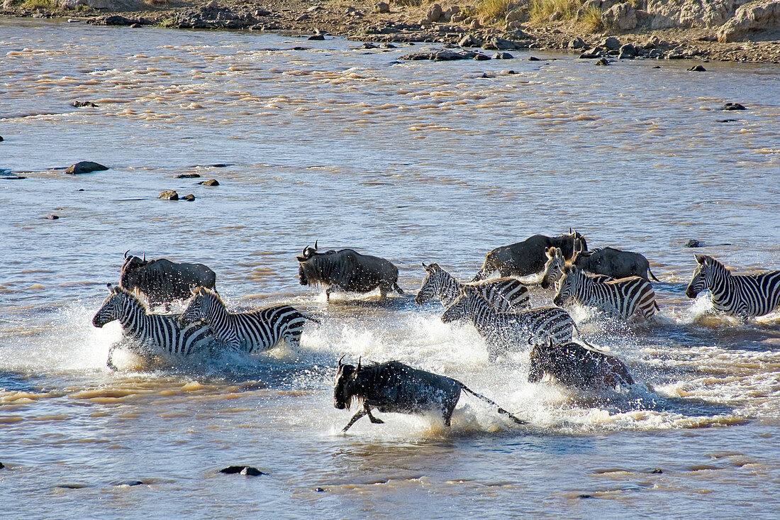 Wildebeest and Zebra crossing Mara River