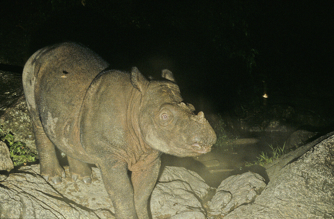 Sumatran Rhinoceros