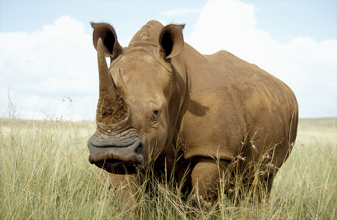 White Rhinoceros