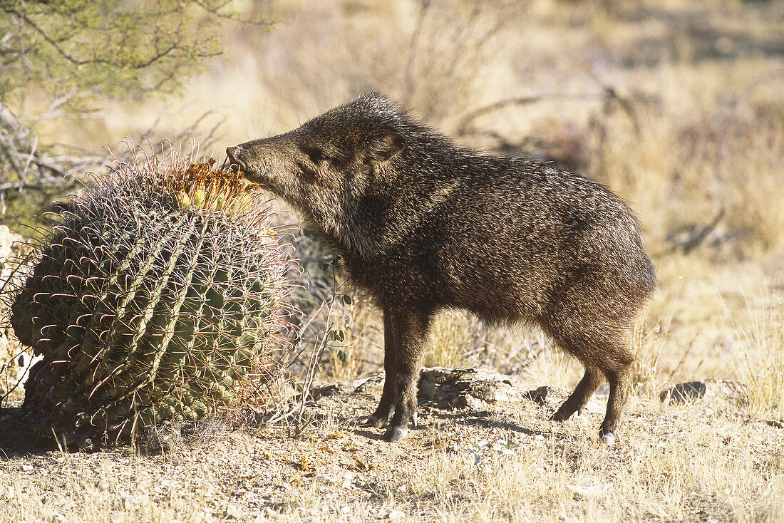Collared Peccary Eating Cactus