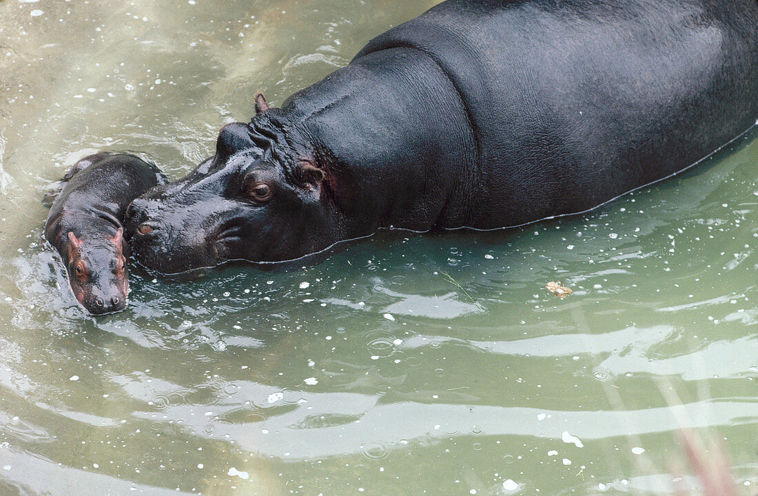 Hippopotamus mother with newborn baby