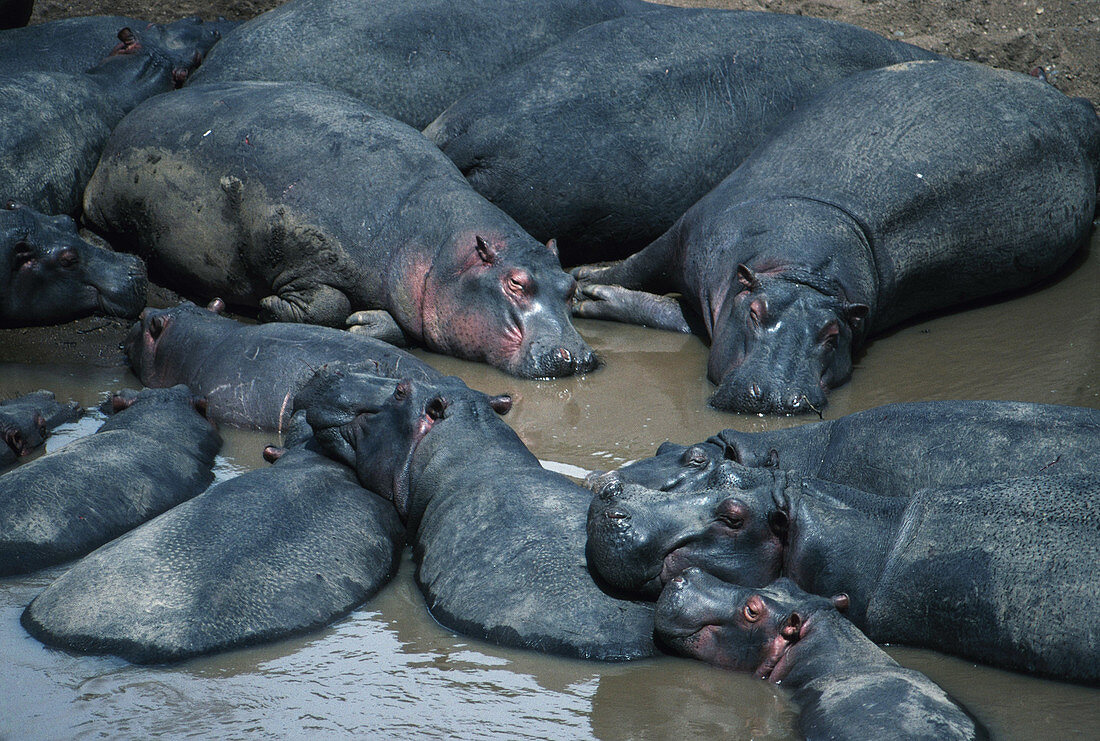 Hippos