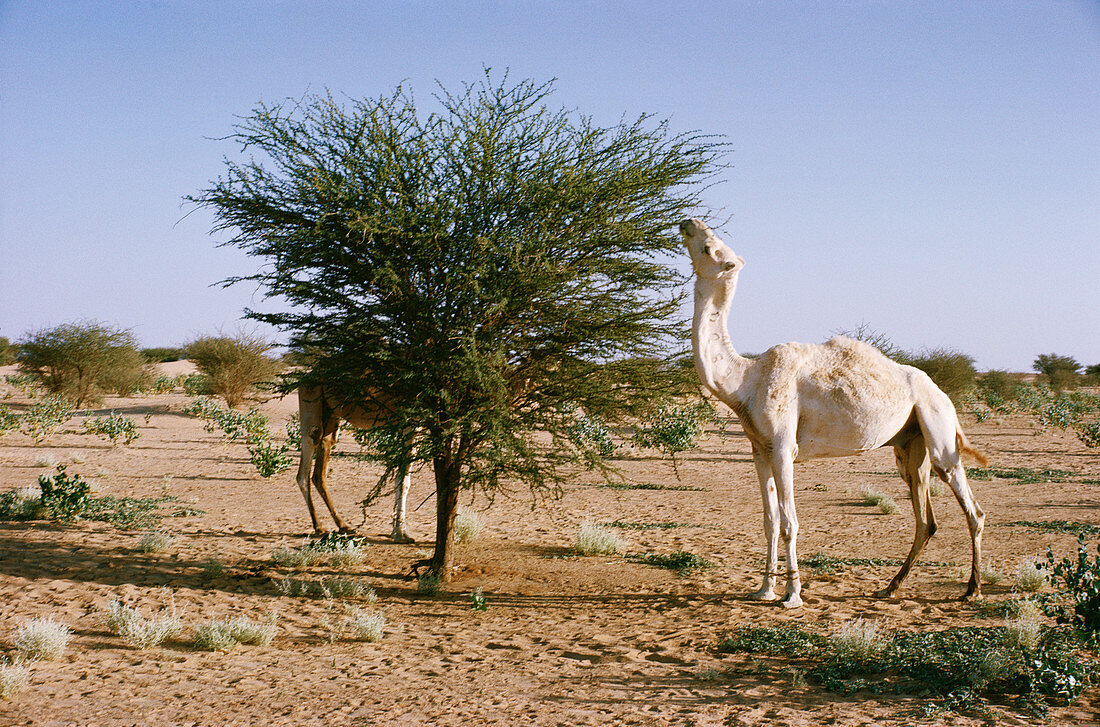 Camel eating Acacia leaves