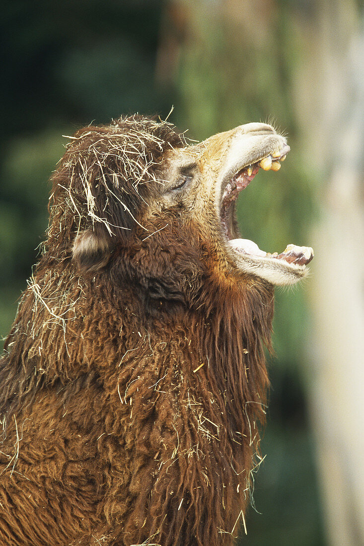 Bactrian Camel Yawning