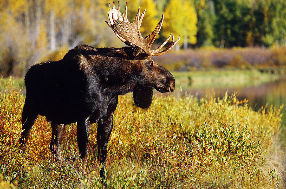Male moose