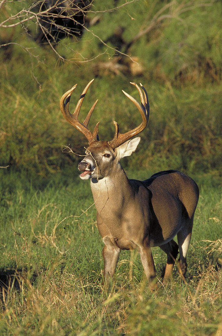 White-tailed Deer buck (O. virginianus),TX