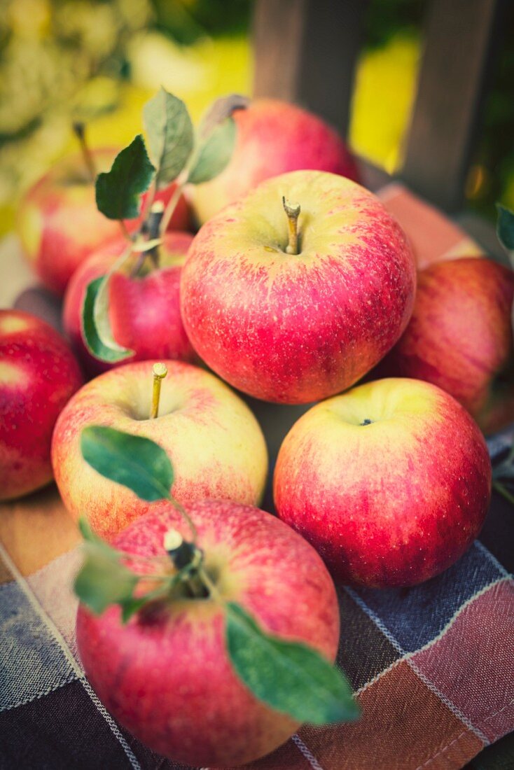Fresh Idared apples