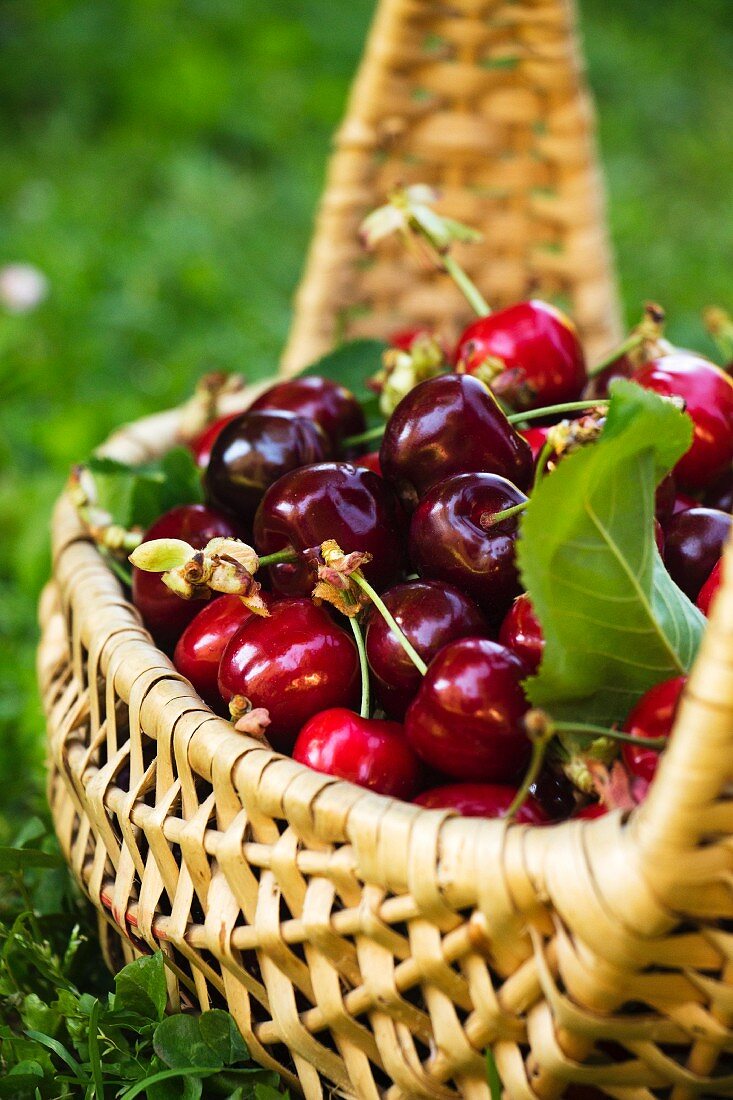 Cherries in a basket