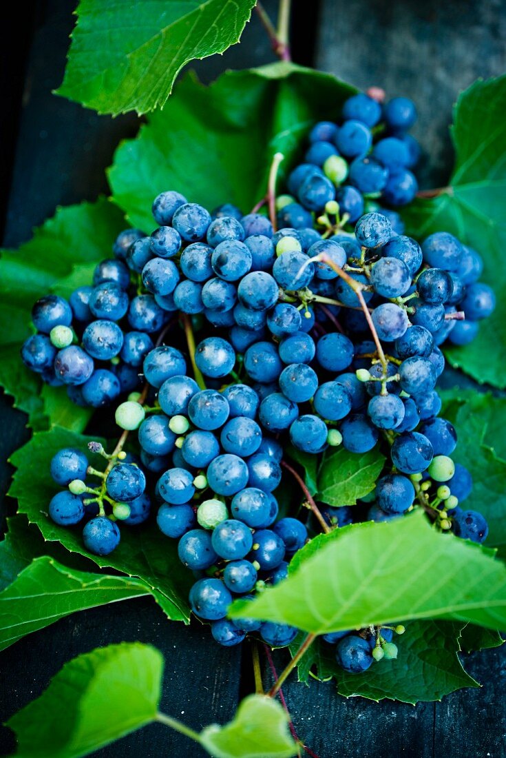 Black grapes with vine leaves