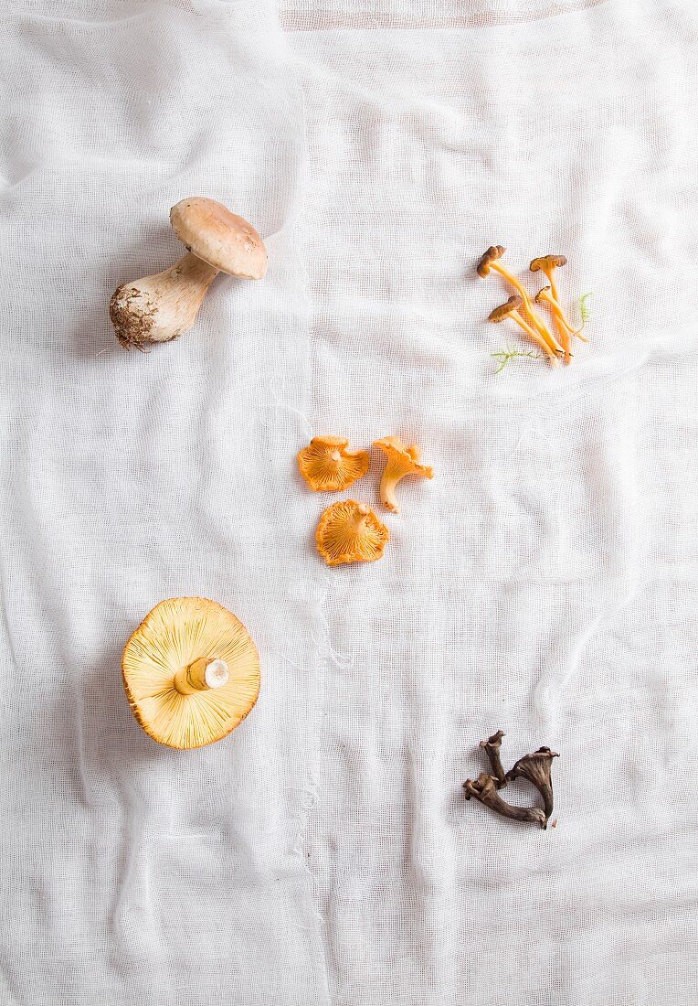 Different types of fresh mushroom on a cheesecloth