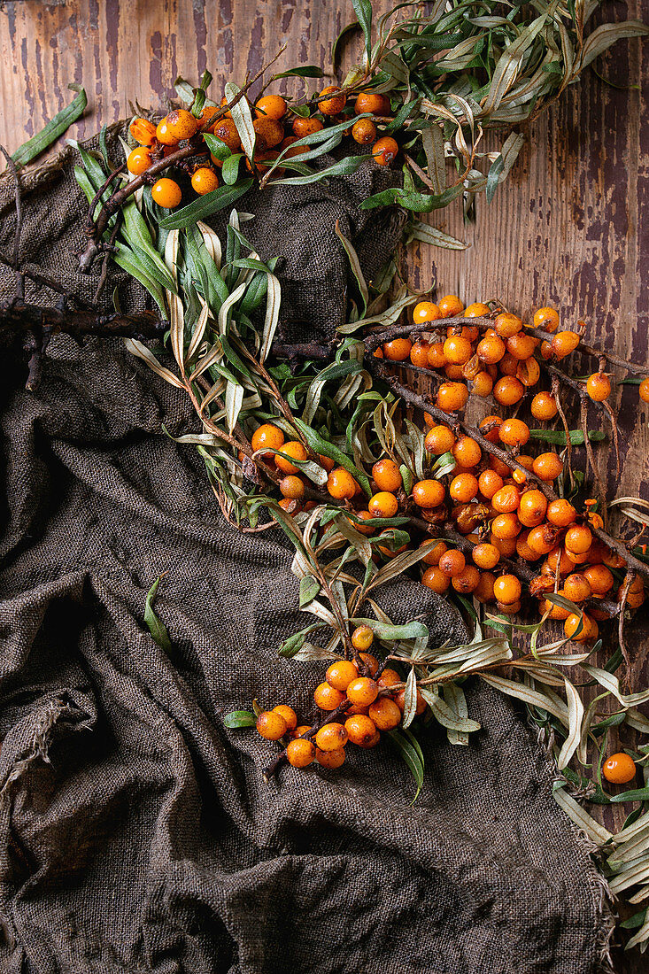 Ripe sea buckthorn berries on a branch with leaves