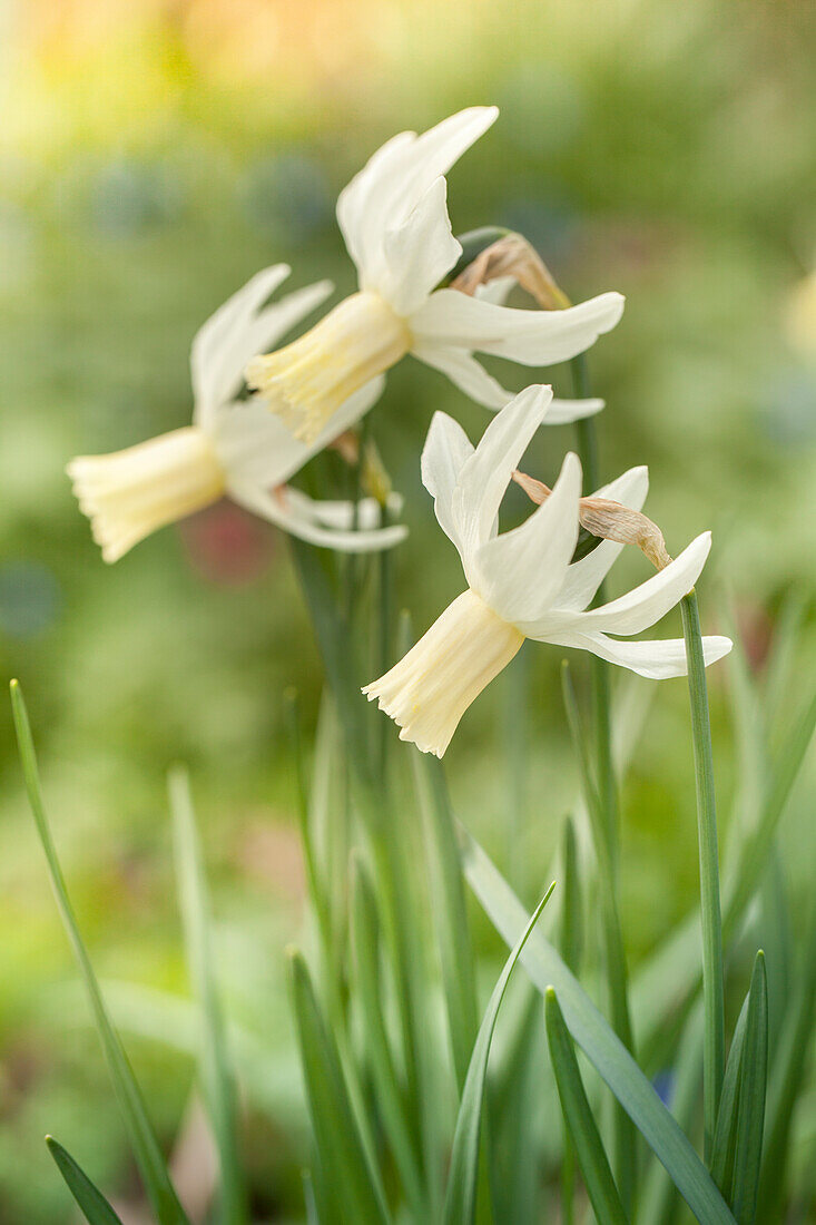 Blühende Narzissen im Garten