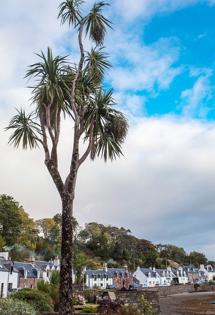 A palm tree growing in Plockton due to the Gulf Stream