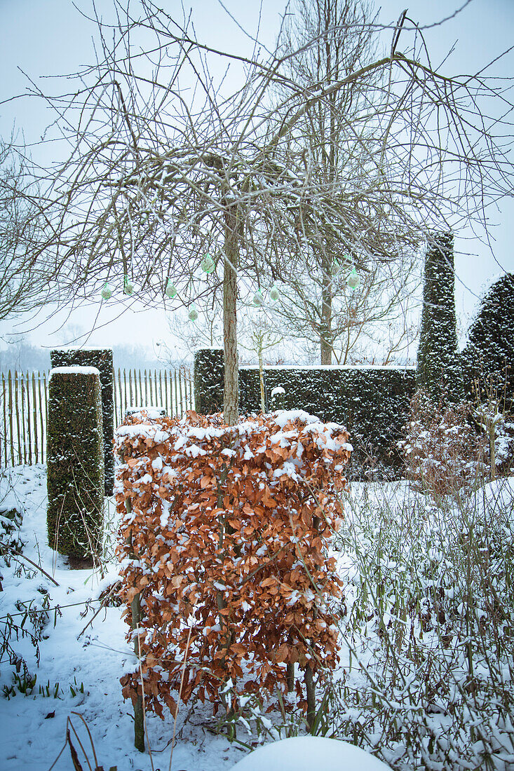 Winterlicher Garten mit schneebedeckten Pflanzen und Bäumen