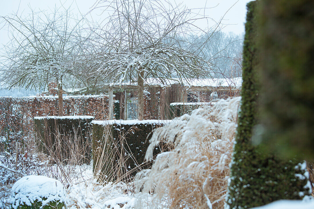 Snowy garden with ornamental grasses and trees in winter