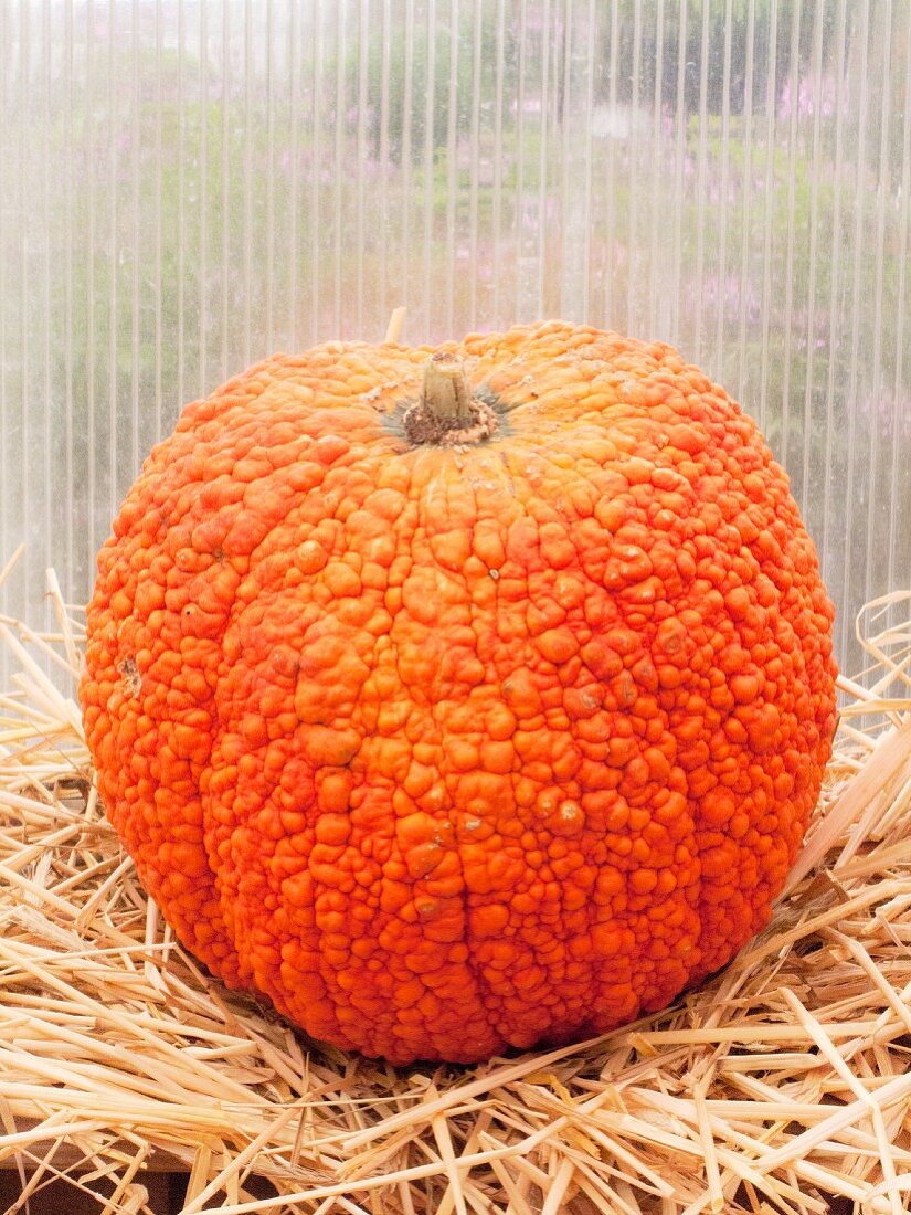 A large unusual pumpkin on straw