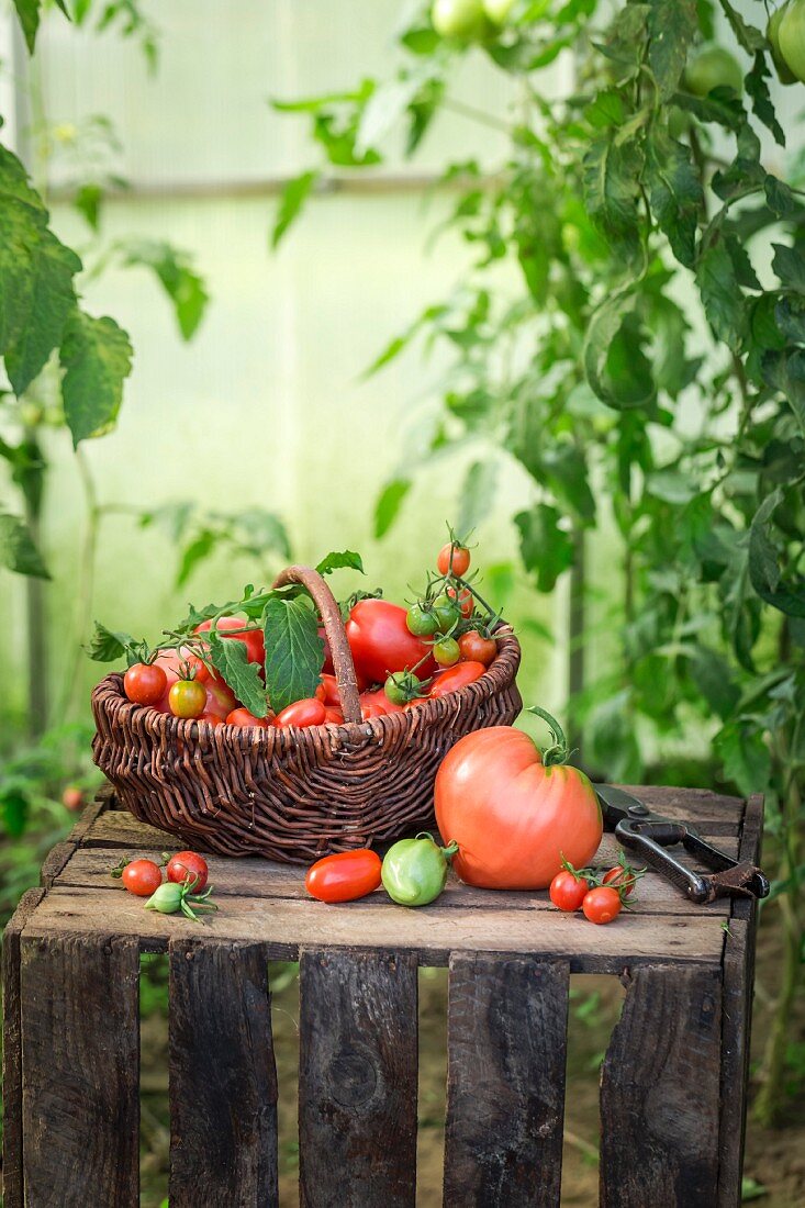 Verschiedene Tomaten im Weidenkorb auf Holzkiste