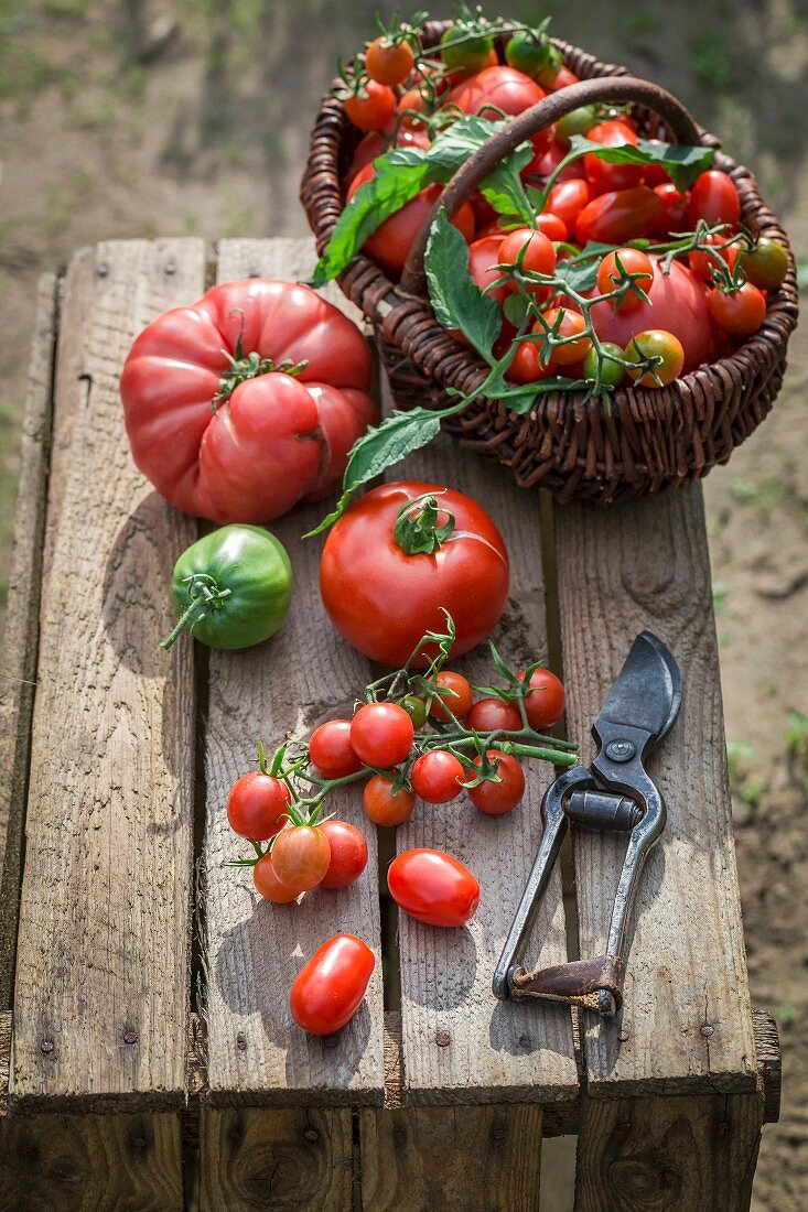 Assorted tomatoes in a wicker basket on wooden crate