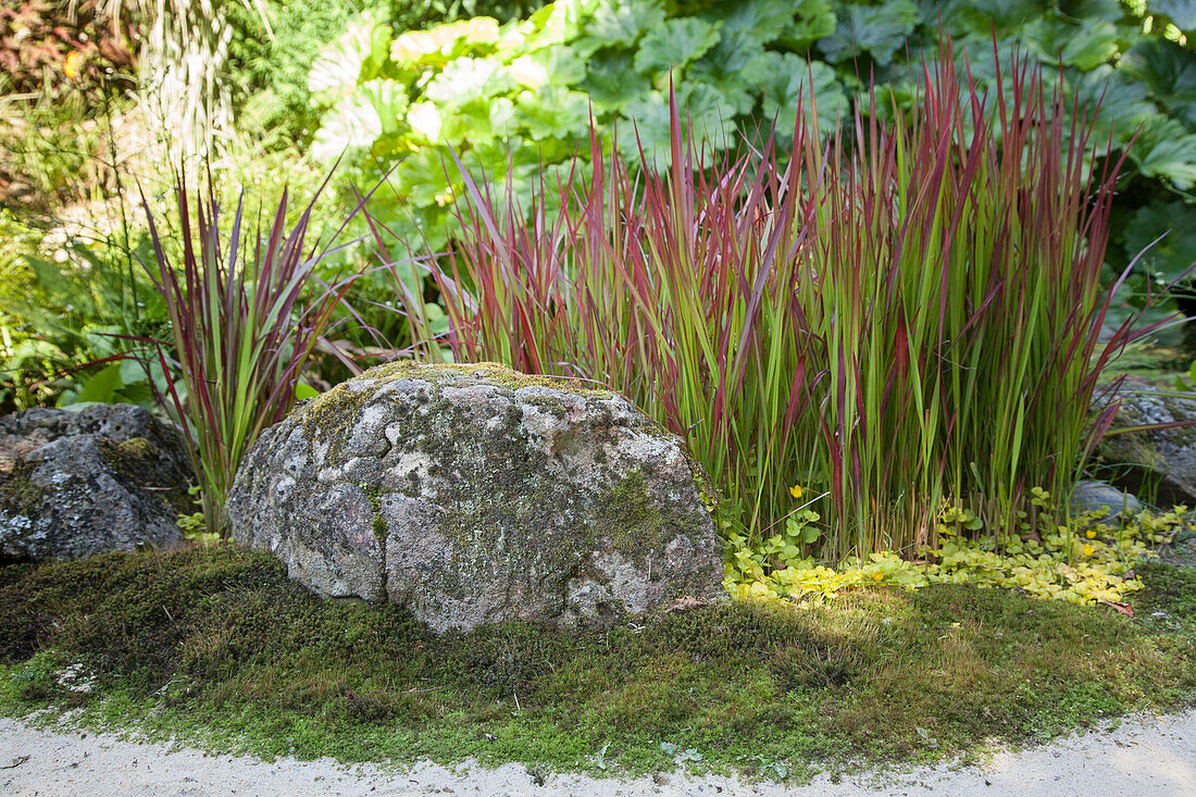 Boulder in bed of moss and cogon grass