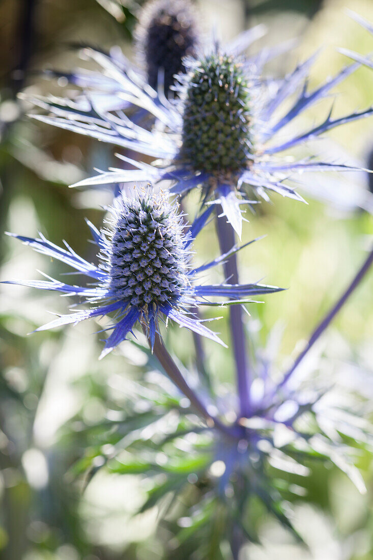Blue Eryngium flowers
