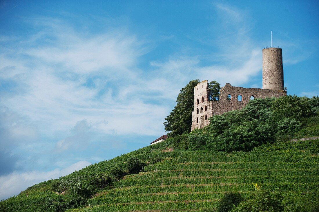 Strahlenburg Castle in Schriesheim in the Rhein-Neckar-Kreis district in Baden-Württemberg in the Hessische Bergstrasse wine region of Germany