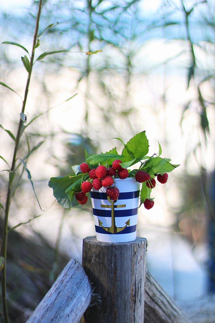 Sprigs with right raspberries in a maritime porcelain container on a fence post