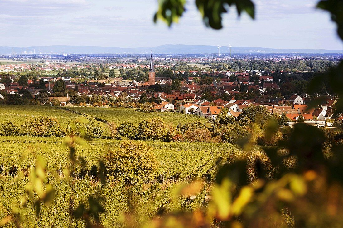 The wine-growing landscape near Deidesheim (in the Palatinate region of Germany)