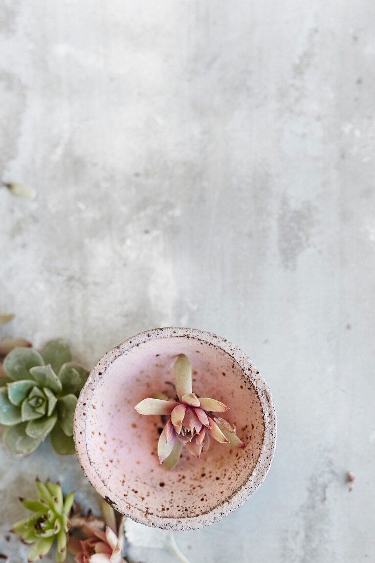 Succulents and small ceramic bowl on concrete surface