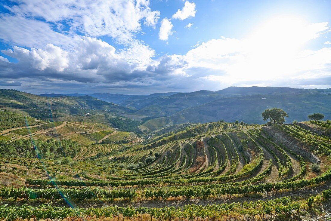 Douro-Tal mit Weinbergen, Portugal