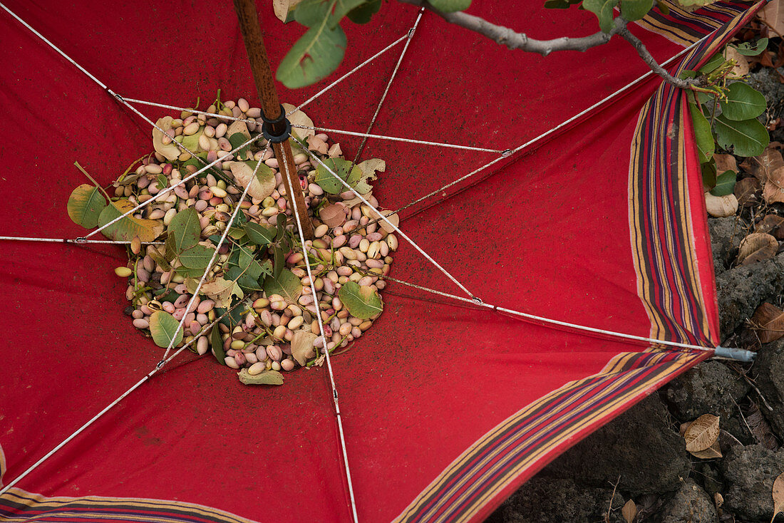 Harvested pistachios being collected in an umbrella in the Bronte region of Sicily, Italy