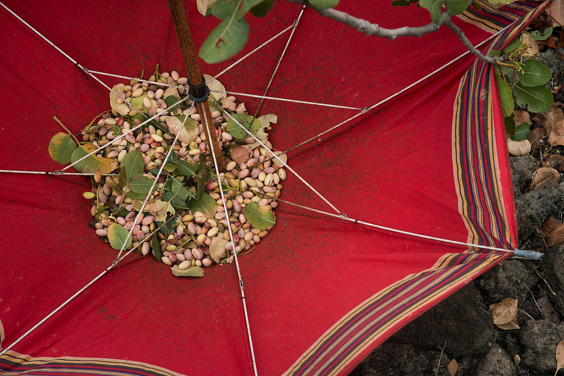 Pistazienernte im Regenschirm sammeln, Region Bronte, Sizilien, Italien