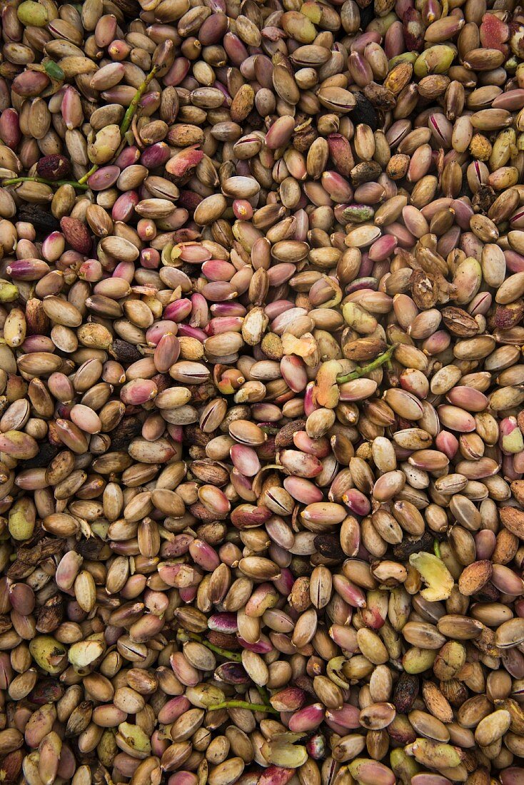 Ripe pistachios in the Bronte region of Sicily, Italy