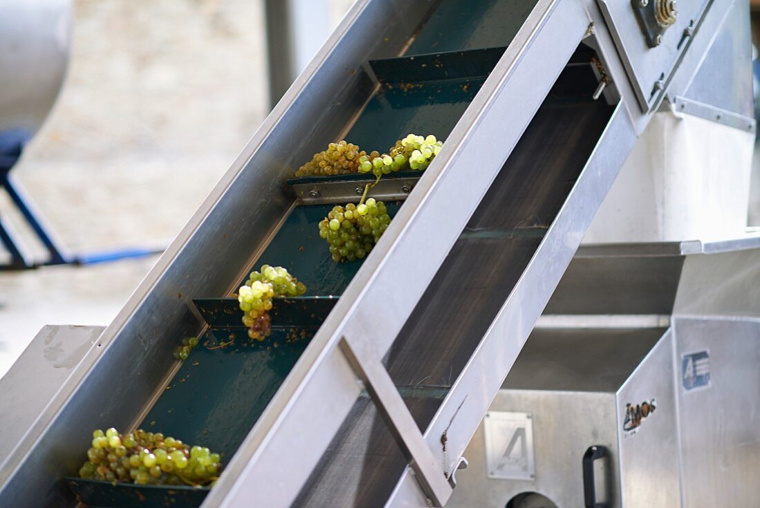 Grapes being transported at the Dirk Niepoort wine estate in the Douro Valley in Vale de Mendiz, Portugal