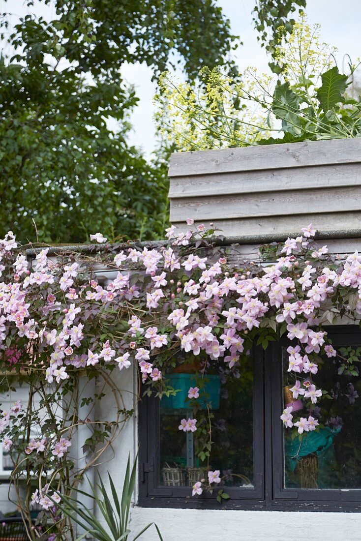 Rosafarbener Clematis an Fassade mit Holzbrüstung