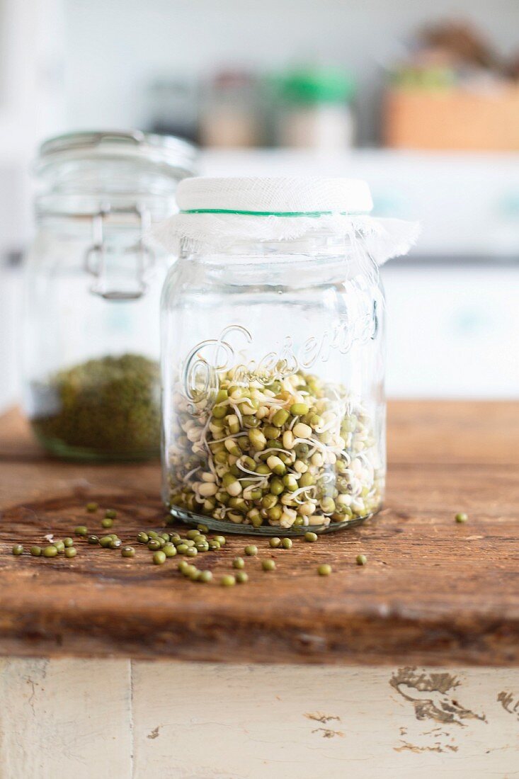 Fresh sprouts in a glass jar