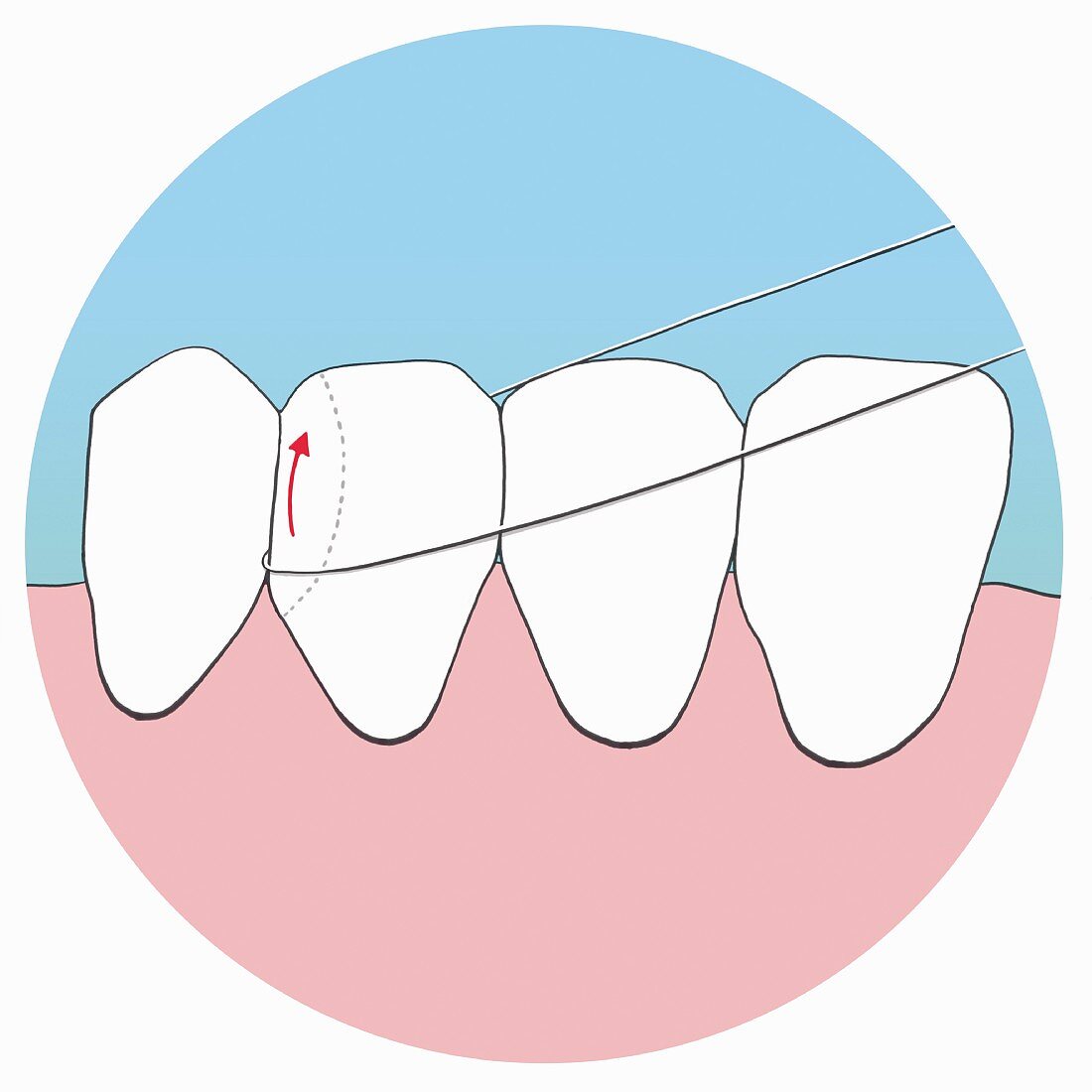How to use dental floss, step 3, form a semi-circle with the floss at the bottom and pull it up along the left-hand side of the tooth