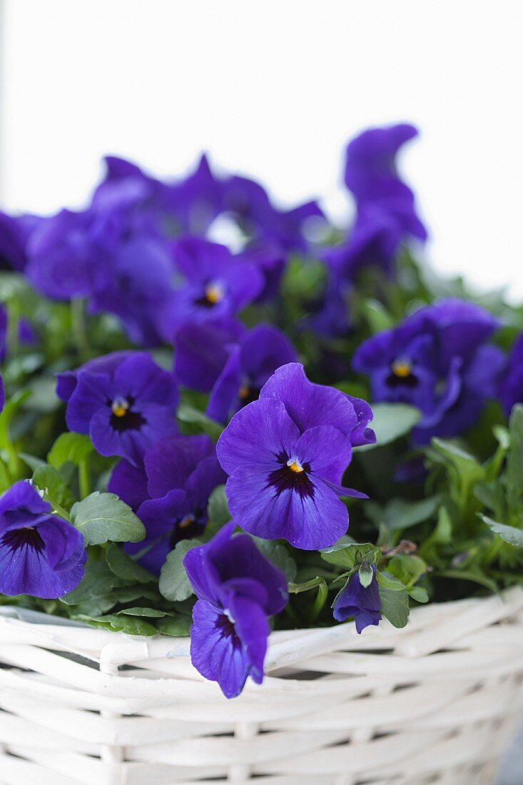 Blue violas planted in white basket