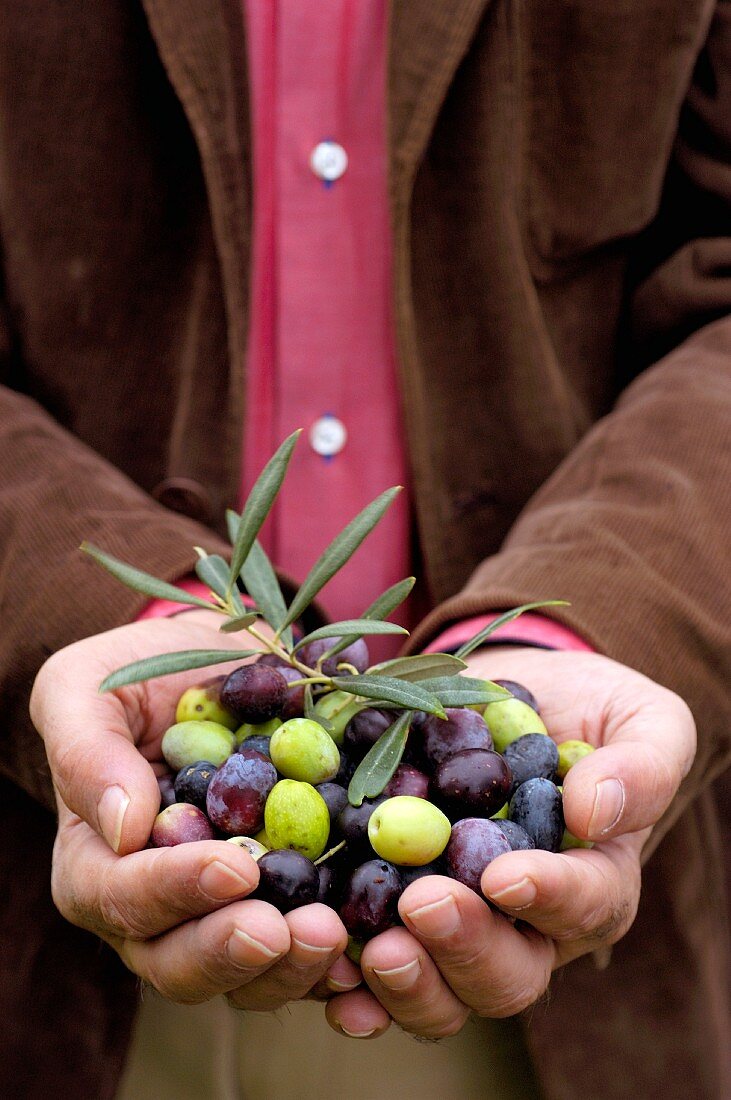 Hände präsentieren frisch geerntete Oliven