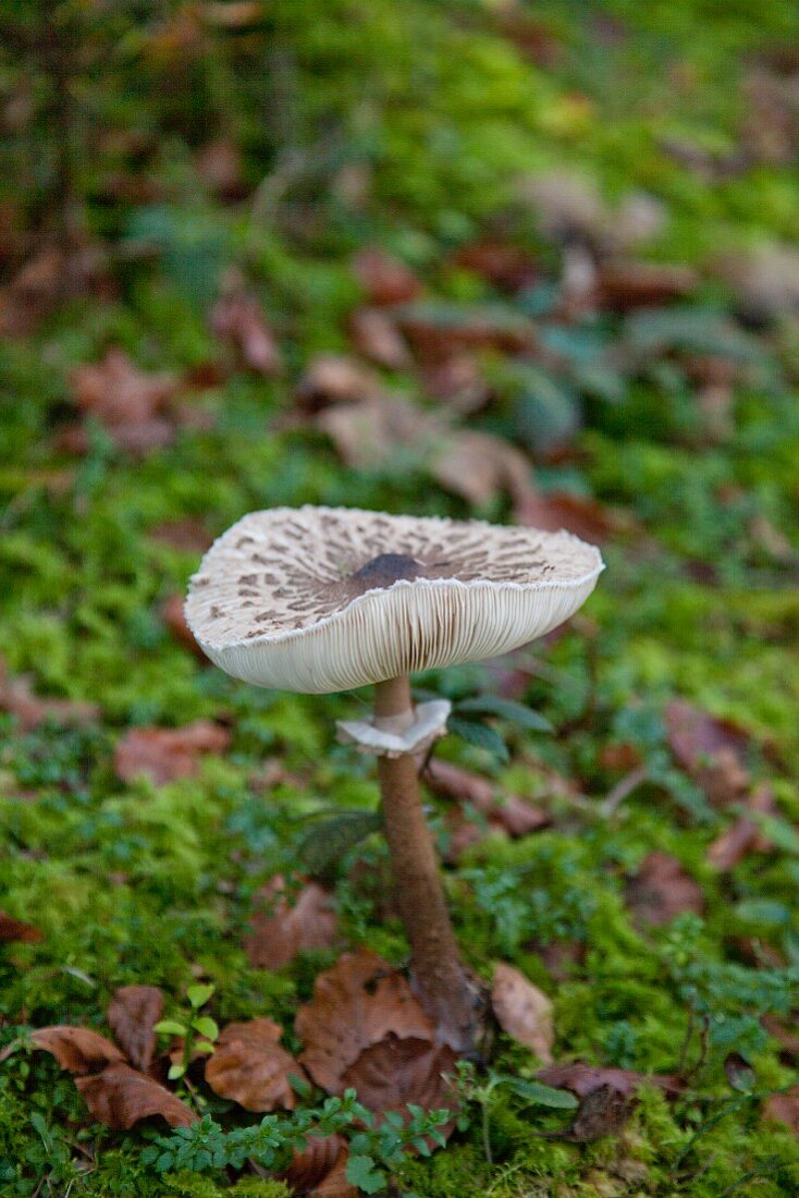 Parasol mushroom growing amongst moss and autumn leaf litter