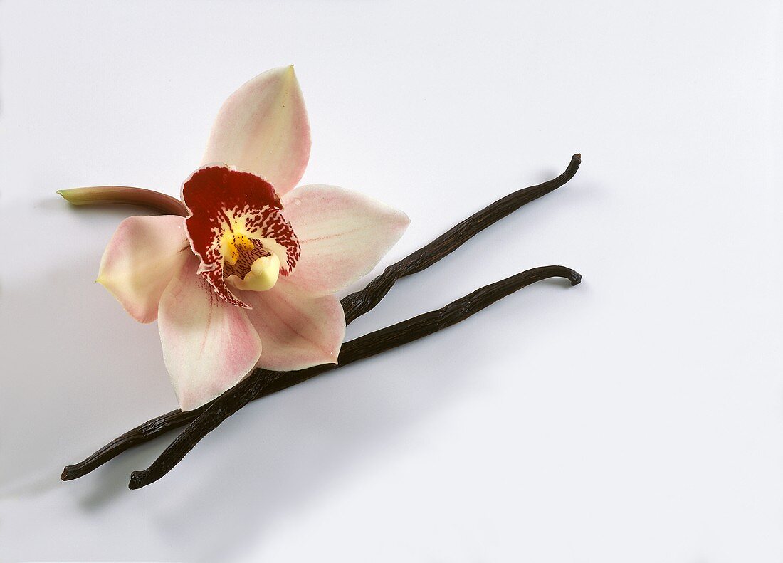 Two Vanilla Pods with a Blossom