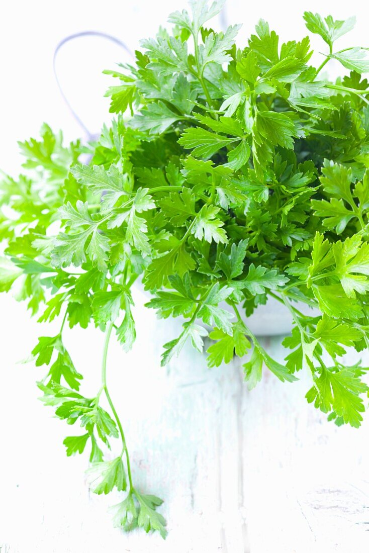 Fresh flat-leaf parsley