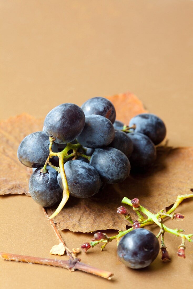 Blaue Trauben auf Herbstblatt